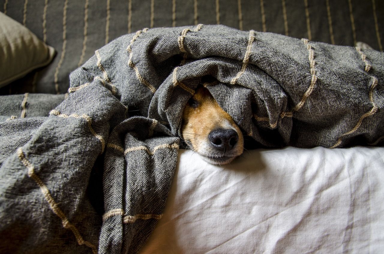 Ein Hund versteckt sich unter einer grauen Decke, Die Nasenspitze schaut hervor.