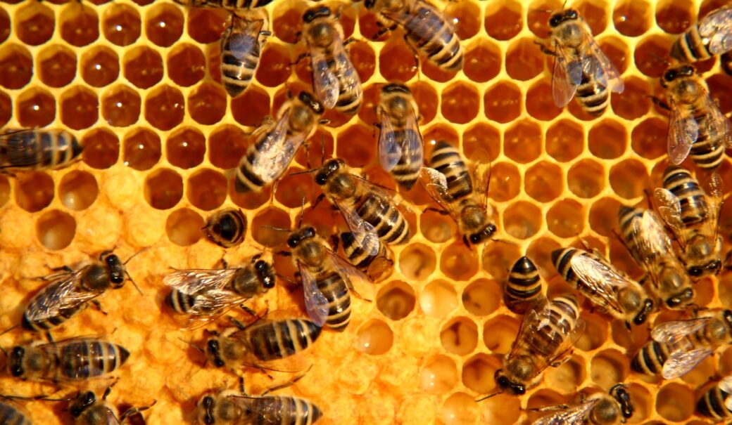 Bienen auf Honigbienenwaben
